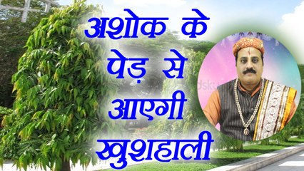 Ashoka Tree Vastu |अशोक के पेड़ से घर आऐगी खुशहाली | Boldsky