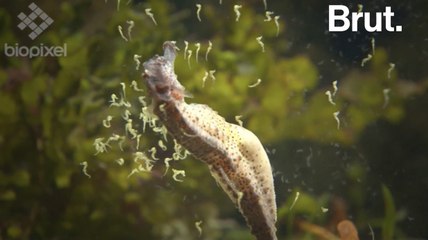 La reproduction des hippocampes : il faut le voir pour le croire