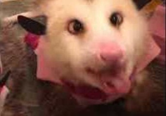 Adorable Possums Enjoy Apple Treat