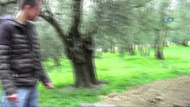Defineciler zeytin tarlasına 2 metre çukur kazdı
