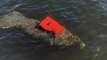 Manatee Tangled in Life Vest Rescued in Fort Lauderdale