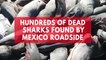 Hundreds of dead sharks found by Mexico roadside