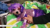 Florida Dog Nearly Dies After Being Colored Purple With Hair Dye