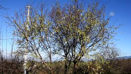 Badem ağaçları çiçek açtı - MANİSA