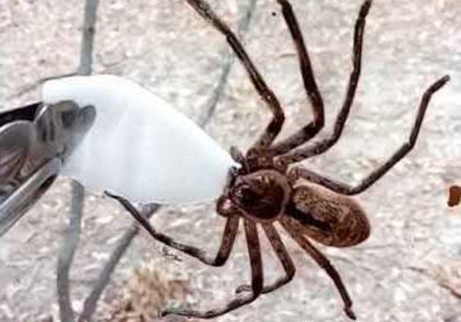 Huntsman Spider Drinks From a Cotton Swab