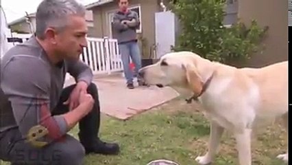 Perro muerde a Cesar Parodia