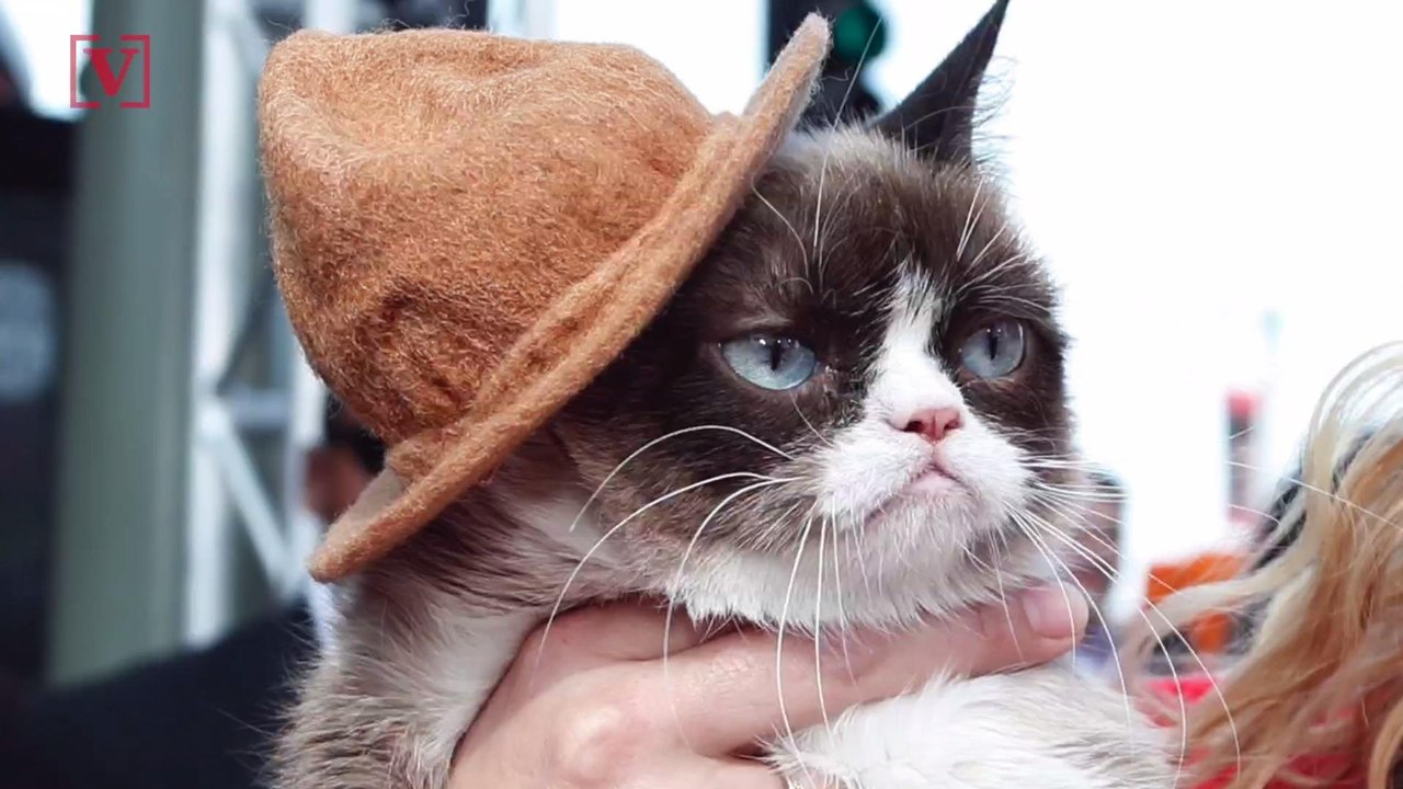 Grumpy Cat Wins $710,000 in Copyright Lawsuit, But She's Still Frowning