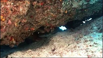 Sharks : Scavengers of the Seas - Documentary