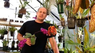 BRASSIA SPIDER ORCHID CARE AND CINNAMON FOR BULB ROT 1080p