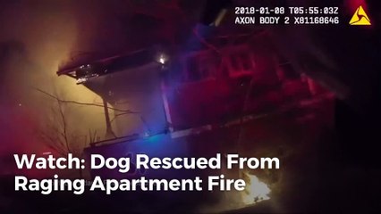 Firefighters Rescue "Smokey" the Dog from Apartment Fire
