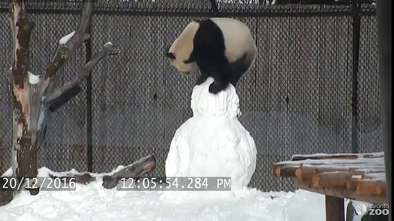 Ce panda géant défonce un Bonhomme de neige dans son zoo !