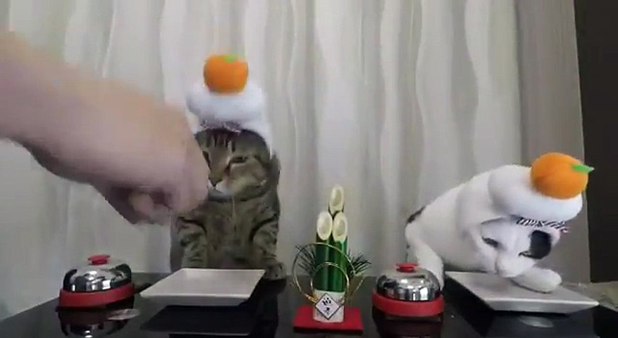 Ces chats sonnent la sonnette pour manger... tellement drole ! - Vidéo  Dailymotion