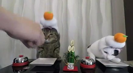 Download Video: Ces chats sonnent la sonnette pour manger... tellement drole !