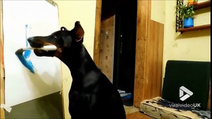 Ce Doberman est Van Gogh réincarné ! Ou presque..