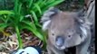 Assoiffé ce koala boit à la gourde d'un cycliste !