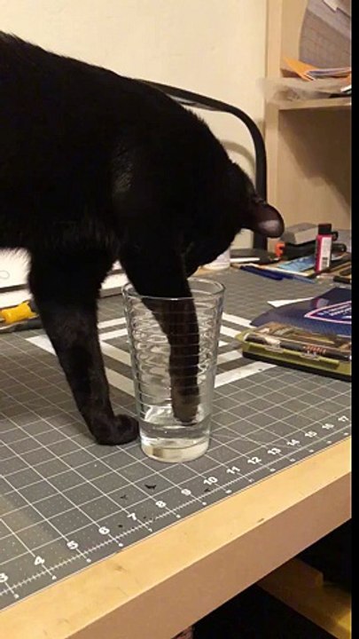 Cat evolution - funny