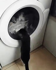 Cat vs. Washing machine - funny