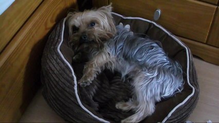 (Original ) Houdi the yorkie dog who doesn't want to take a bath