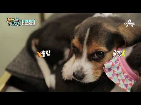 [개밥남 미공개] 현실남매ver. 아기 비글 쌤&애리의 일상_웹오리지널