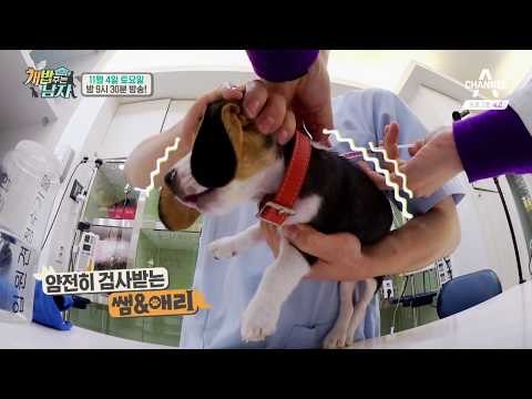 [개밥남 예고] 이태곤, 비글 남매와 병원 방문! 쌤&애리 건강 적신호?!