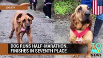 Bloodhound dog accidentally runs half-marathon in Alabama, finishes seventh - TomoNews