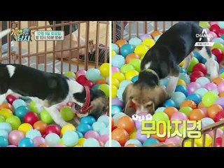 [개밥남 예고] 드디어 어질리티 대회 당일! 뚜이의 최종 성적은?