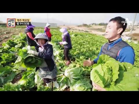 [서민갑부 선공개] 배추와 정면승부! 해남 배추밭에 수상한 사나이가 떴다?!