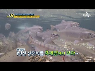 '축제에서 만나♥' 축제 속 산천어, 어디에서 왔니? (in 축양장)_관찰카메라24_선공개