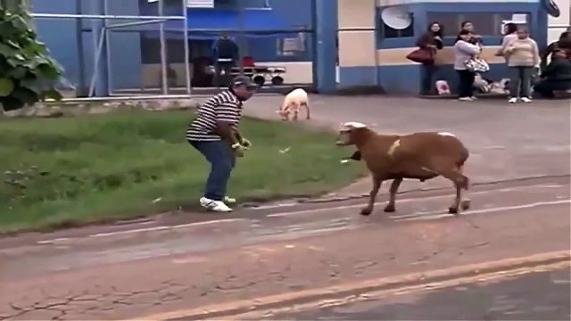 VIDEOS CHISTOSOS VIDEOS DE RISA VIDEOS GRACIOSOS CABRA LOCA SUELTA