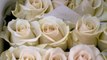 Celebrities Will Wear White Roses to the Grammys to Support Time's Up