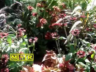 The Blood Diamonds - In the garden music video