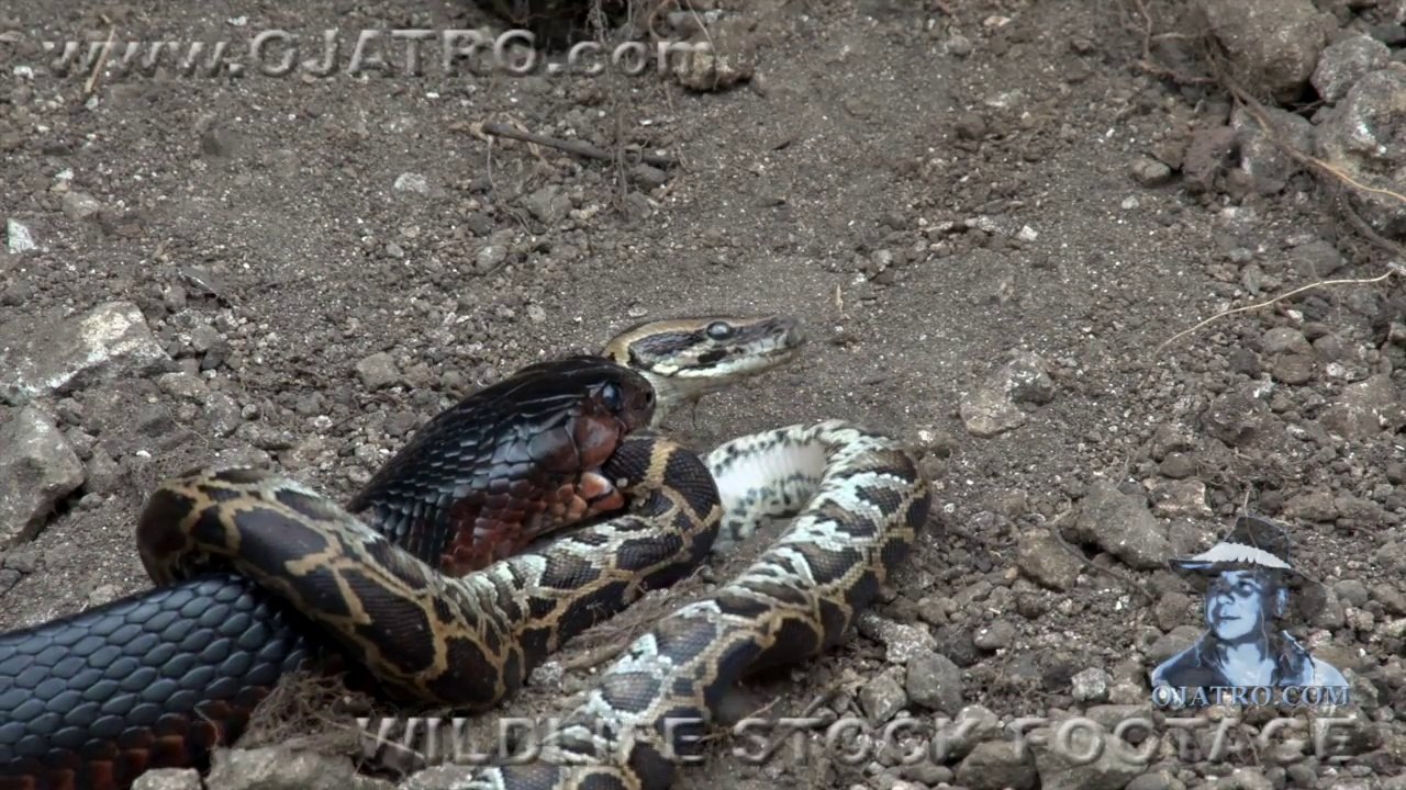 Ce serpent indigo avale un python... Impressionnant