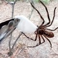 Cette araignée assoiffée vient boire à un coton imbibé d'eau