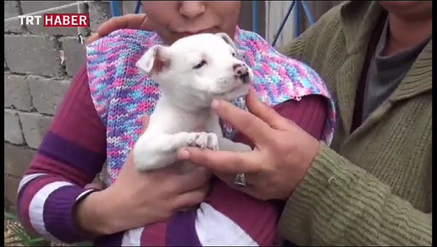 Köpeği kamyonetin arkasına bağlayıp metrelerce sürükledi