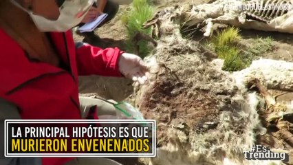 Indignante: más de 30 cóndores fallecen por presunto envenenamiento de granjeros