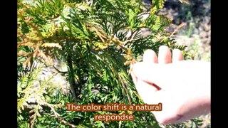 ... About Natural Protective Coating on Arborvitae