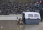 Injured Baby Seal Released Back Into The Wild