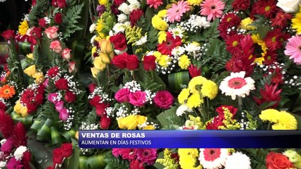 Ventas de rosas aumentan en días festivos