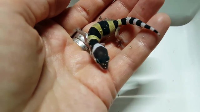 У нас пополнение. У семьи гекконов-эублефаров появился новый ребёнок.