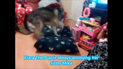 Husky shows Pup who's the boss
