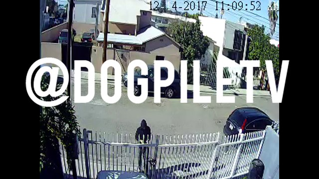 Guard Dogs in Action | Doberman, German Shepherd, Pitbull Mix