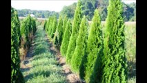 Examples of Screening Trees From East Penn Gardens in Bucks County
