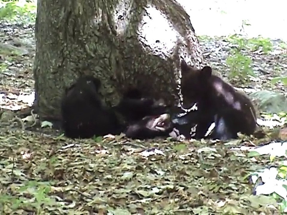 Black Bear Cub Playtime