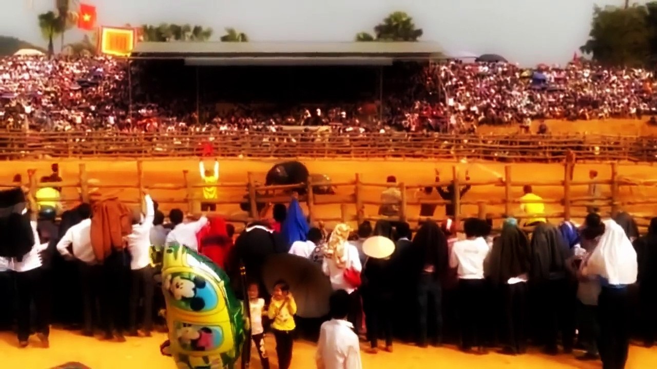 Chọi Trâu 2015 2016-Tổng Hợp Những Tìnah Huống Chọi Trâu Kinh Điển.