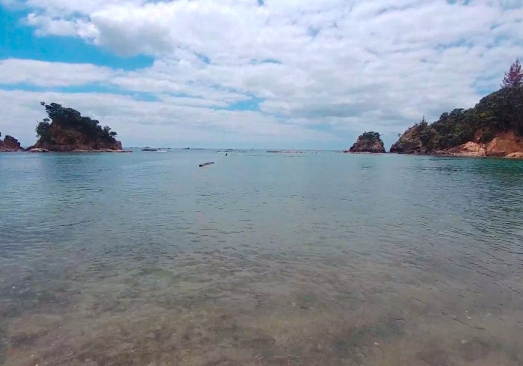 Orcas Swim Towards Terrified Children Off Auckland Coast