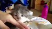 Dando el biberón a un gato recién nacido