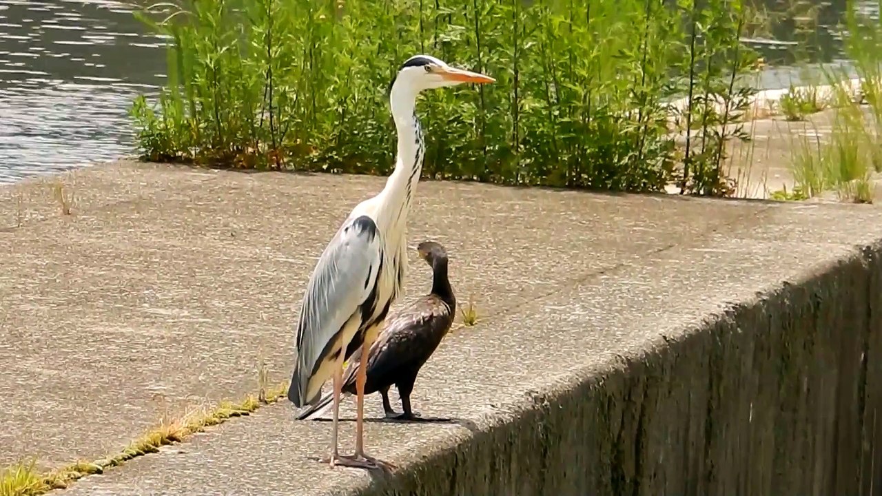 アオサギとカワウ