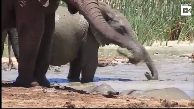 Un sauvetage impressionnant d'un éléphanteau par un troupeau d’éléphants! Saisissant !