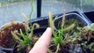 VENUS FLY TRAP SUNDEW AND SARRACENIA CARE UPDATE: A NEW GREENHOUSE FOR THE CARNIVOROUS PLANTS