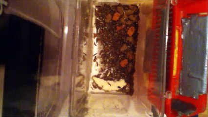 DermestidsCanada- Attagenus unicolor Colony Time-Lapse Jan. 23rd-2018!